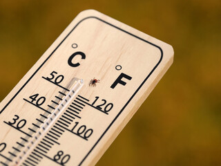 deer tick, Ixodes scapularis, on wooden thermometer, with rising temperatures in spring, the tick...