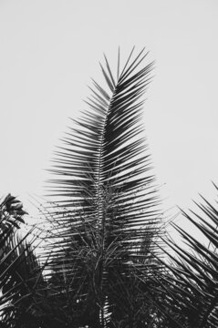 Grayscale photo of palm tree