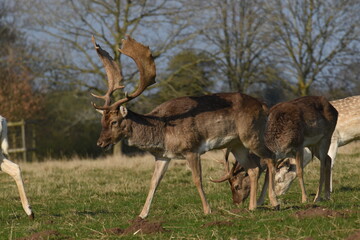 Naklejka premium fallow deer in a field