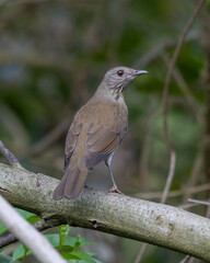 A bird of the brazilian savannah. The Pale-breasted Thrush also know as Sabia Barranco on the tree branch. Species Turdus leucomellae. Birdwatching. Animal world..