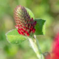 Close-up of a crimson clover bloom.