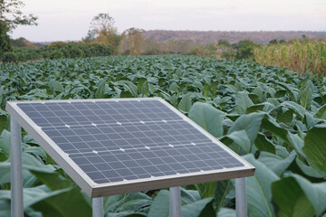 Photovoltaic or solar panel board. at vegetable garden. Concept : using green and clean energy for environment. Renewable Sustainable  energy, Natural power from sunlight to reduce global warming.    
