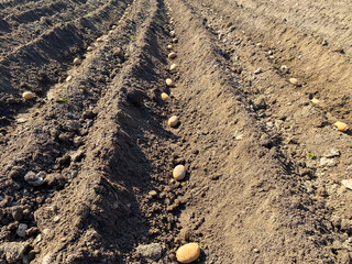 Woman hand planting potato tubers into the ground. Early spring preparations for the garden season. Seed potatoes. Seasonal work.