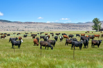 Large cattle herd out to pasture in a ranch on a sunny summer day. Countryside of northern...