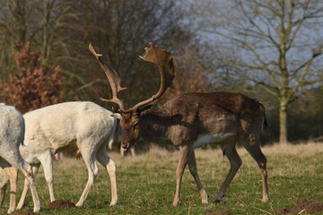 fallow deer in a field