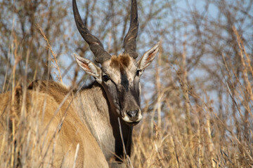 Eland Bull, Pilanesebrg National Park