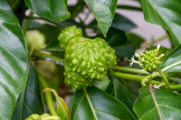 Mengkudu, Noni fruit (Morinda citrifolia), also called a starvation fruit