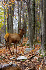brown deer in woods in fall looking away