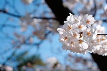 Fototapeta premium 桜