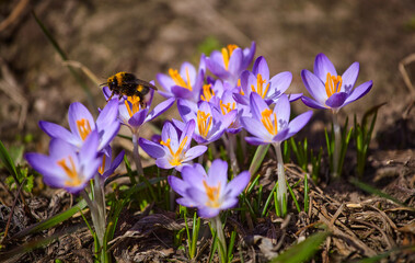 Fototapeta premium A bumblebee gathers pollen in a blooming spring crocus flower