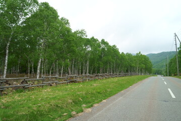 white birch Plateau Woods Nature