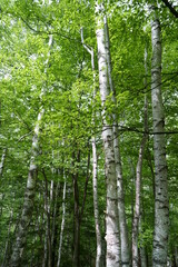 Obraz premium white birch Plateau Woods Nature