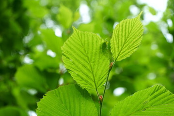 white birch Plateau Woods Nature