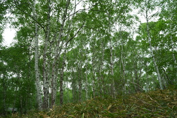 Fototapeta premium white birch Plateau Woods Nature