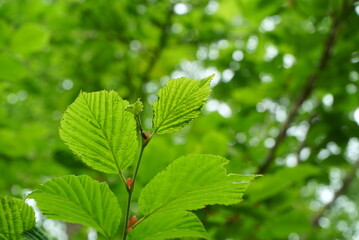 white birch Plateau Woods Nature