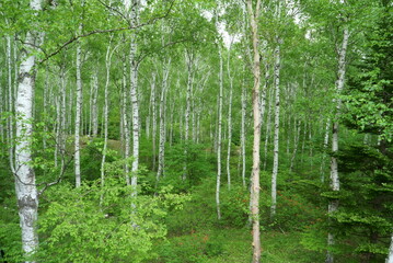 Fototapeta premium white birch Plateau Woods Nature