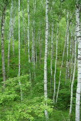 Fototapeta na wymiar white birch Plateau Woods Nature