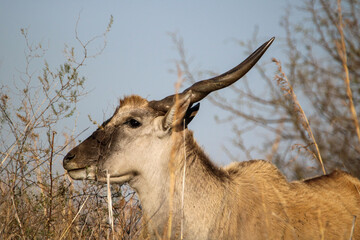 Eland Bull, Pilanesebrg National Park