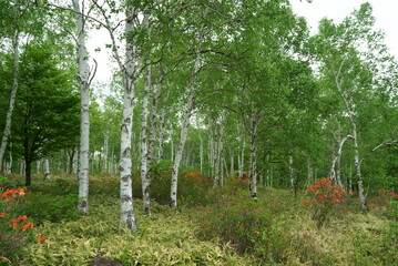 white birch Plateau Woods Nature