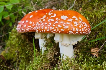 Two poisonous fly agaric which grows in the forest in Norway in summer.