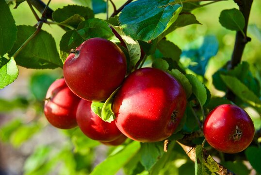Fruit tree branch with ripe red apples in late summer in Norway. 