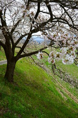 Fototapeta na wymiar Japanese Typical flower Cherry Blossom