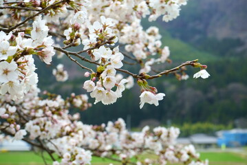 Cherry Blossom Full bloom spring