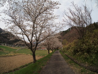 Obraz premium Cherry Blossom Full bloom spring