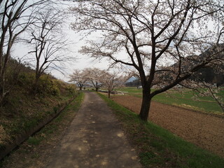 Cherry Blossom Full bloom spring