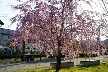 Cherry Blossom Full bloom spring