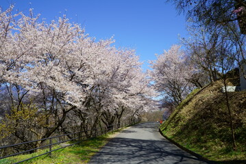 Fototapeta na wymiar Cherry Blossom Full bloom spring