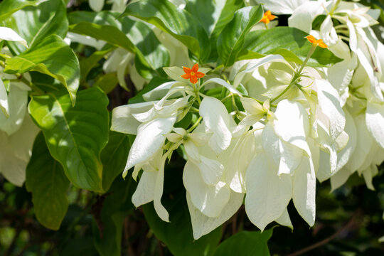 Yellof flower of Mussaenda philippica, Dona Luz or Dona Queen Sirikit bloom and white cotyledon with sunlight in the garden.