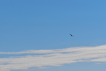 Ave de rapiña volando en el cielo azul