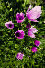 Obraz na płótnie Canvas Flowers Nature Pink Green 