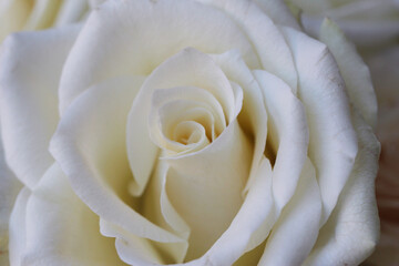 White huge airy rose, macro-festive background