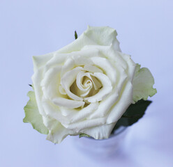 close-up of a isolated white rose on a soft lilac background, studio shoot