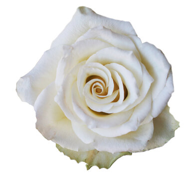 White rose isolated on white background, front-top photo