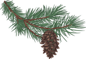 Spruce Branch with Cone Hand Drawn Illustration