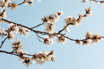 Blooming tree branch on a blue sky background