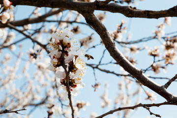 Bee collecting pollen on blossoming almond in early spring