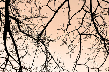 Branches  twigs silhouette in the background of the colorful sky at sunset.Use this for wallpaper or background.