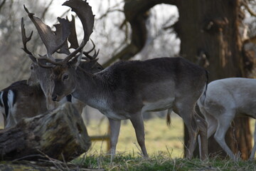 fallow deer in a field