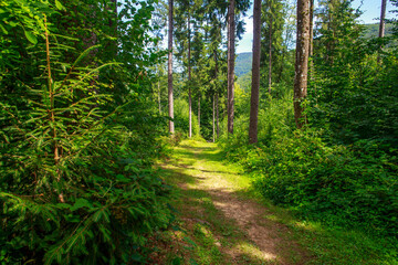 Trail way in lush green summer forest, freshness and pure nature, Carpathians, Ukraine