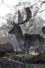 fallow deer in a field