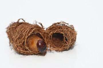red palm weevil larva in the cocoon isolated on white background . coconut pest