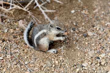 Chipmunk
