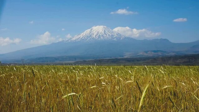 The wheat field sways in the wind, behind it the mountain of ararat looks hazy and blurred