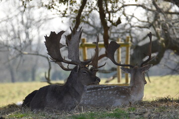fallow deer in a field