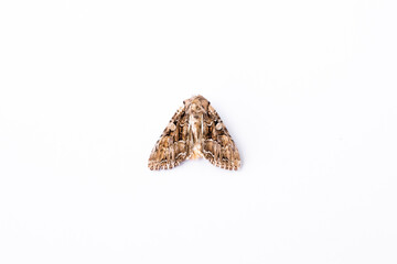 Fototapeta na wymiar night butterfly of light brown color of symmetrical pattern on a white background isolated top view close-up