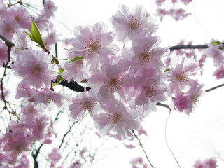 Fototapeta premium 桜2022